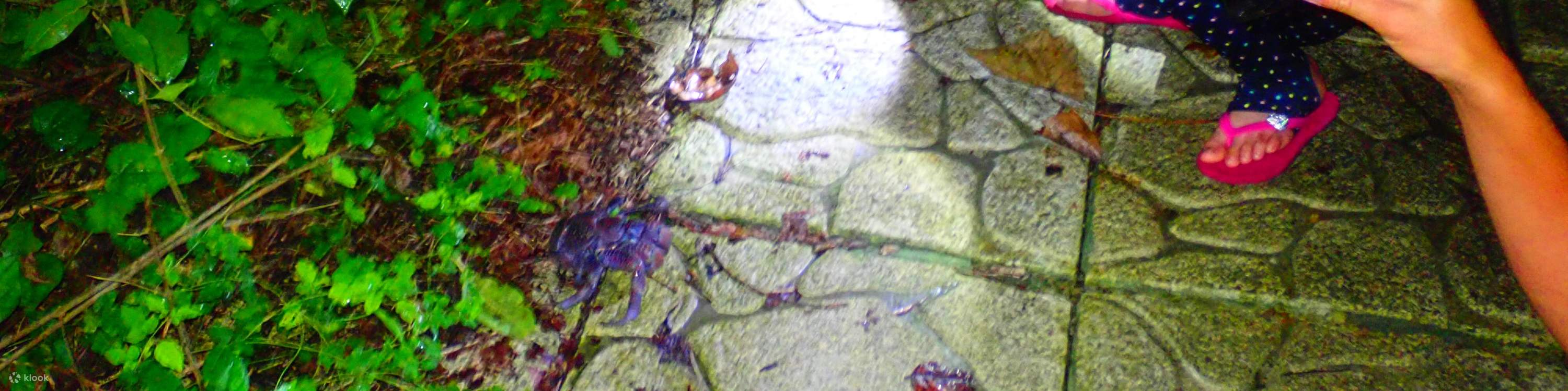 [Miyako Island/Night] Stargazing & Jungle Night Tour